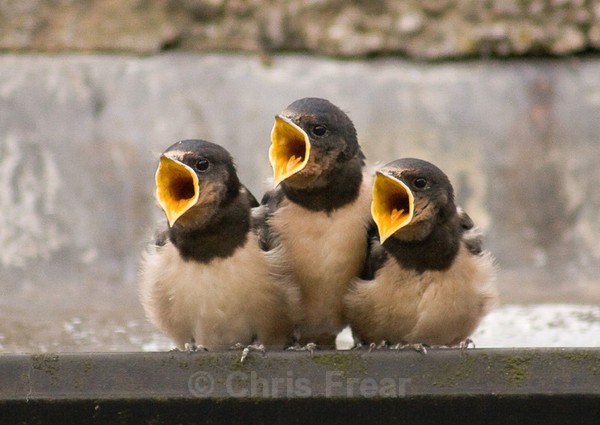 Frear-Trio - For T&C