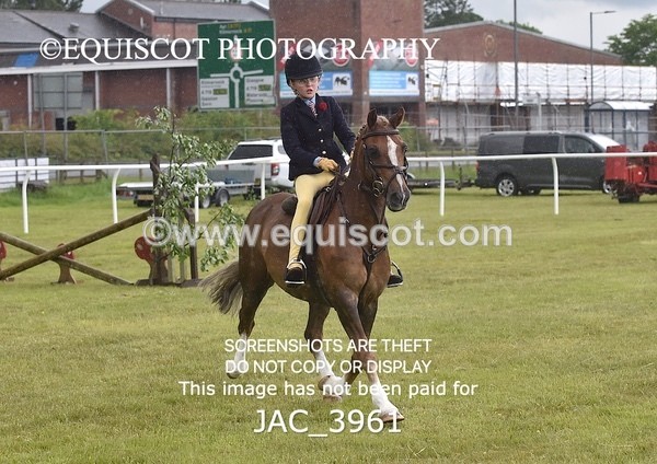 JAC_3961 - 55cm WORKING HUNTER