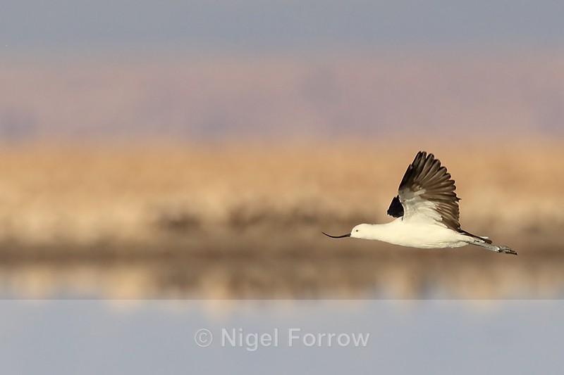 Andean Avocet flying, wings up, Chaxa, Chile - Andean Avocet