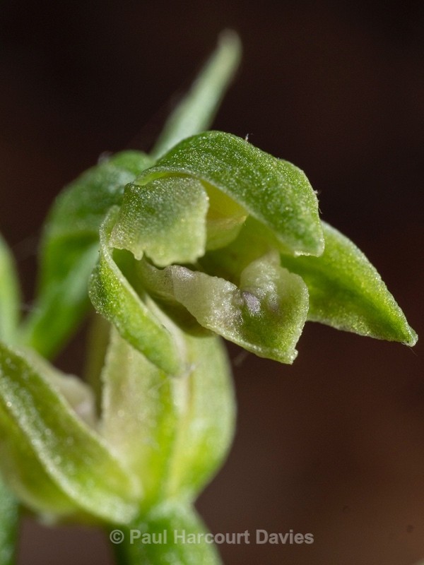 Slender helleborine (Epipactis exilis syn E. gracilis) - Wild Orchids 2021