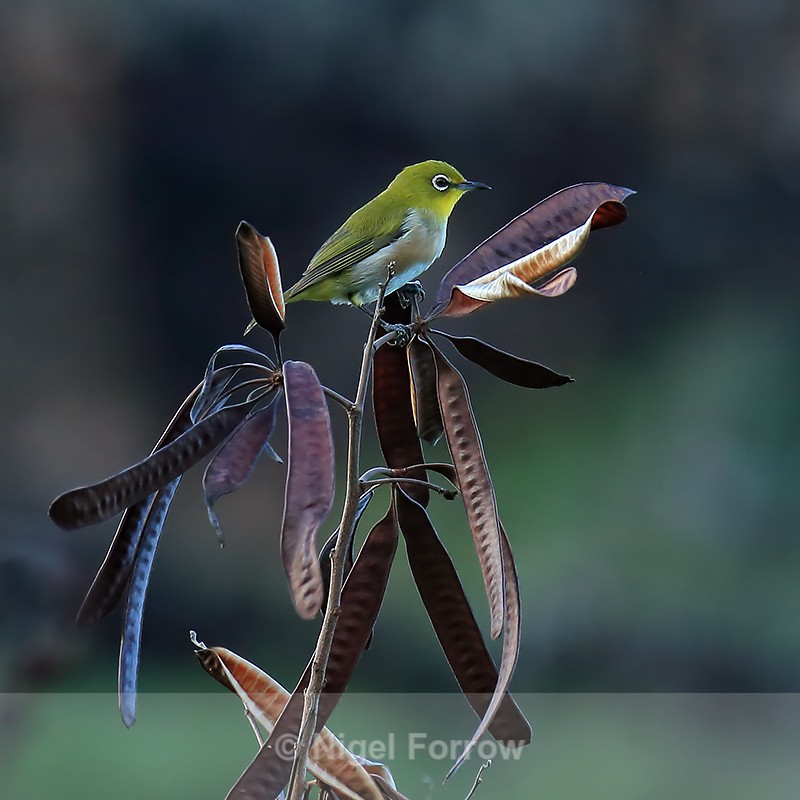 Japanese White-Eye perched, Kauai, Hawaiian Islands - Japanese White-Eye