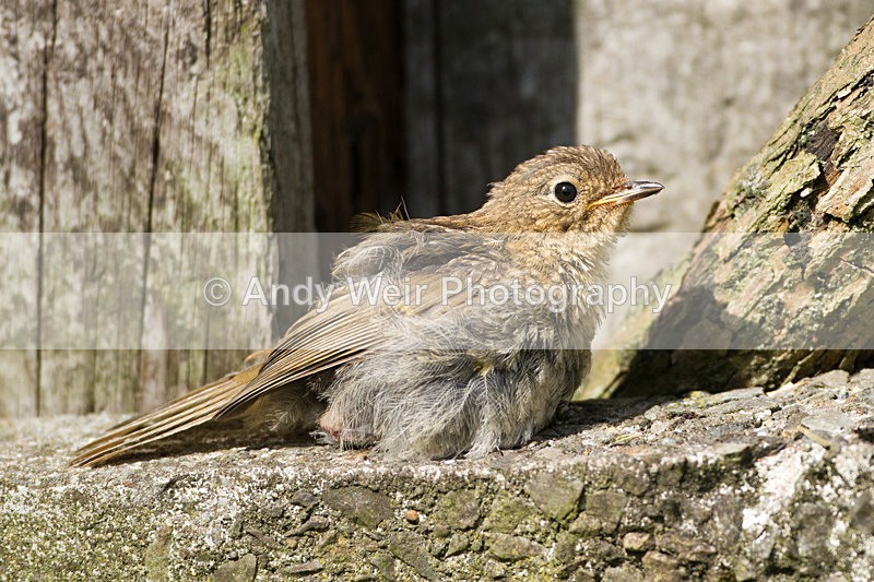 20130624-_MG_4477 - Robin