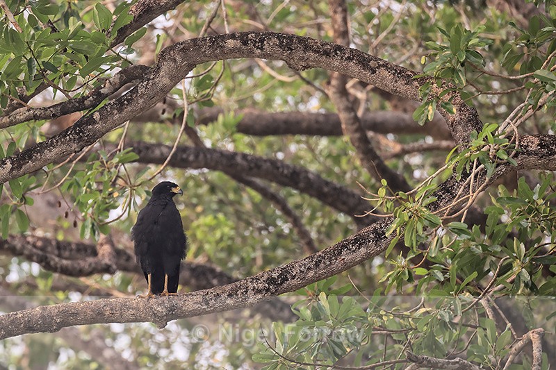 Common Black Hawk perched in tree, Corixo Negro, Pantanal, Brazil - Common Black Hawk