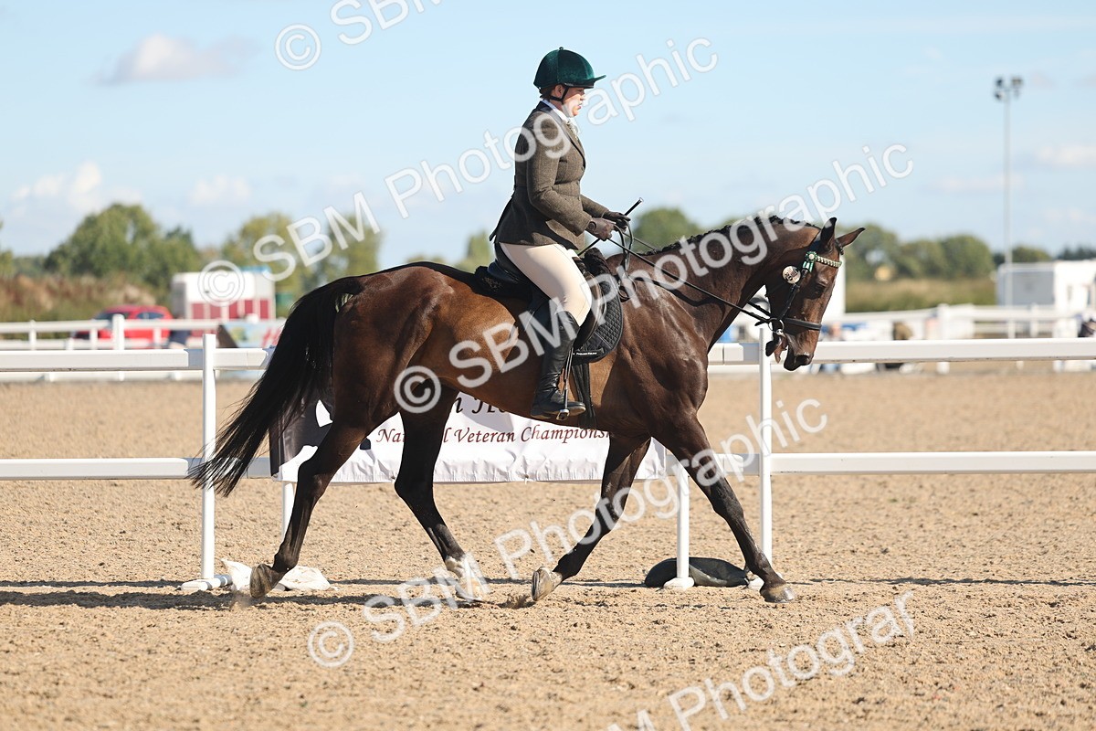 SBM_13013 - Class 305 - Ridden Foreign Breed Pure Bred
