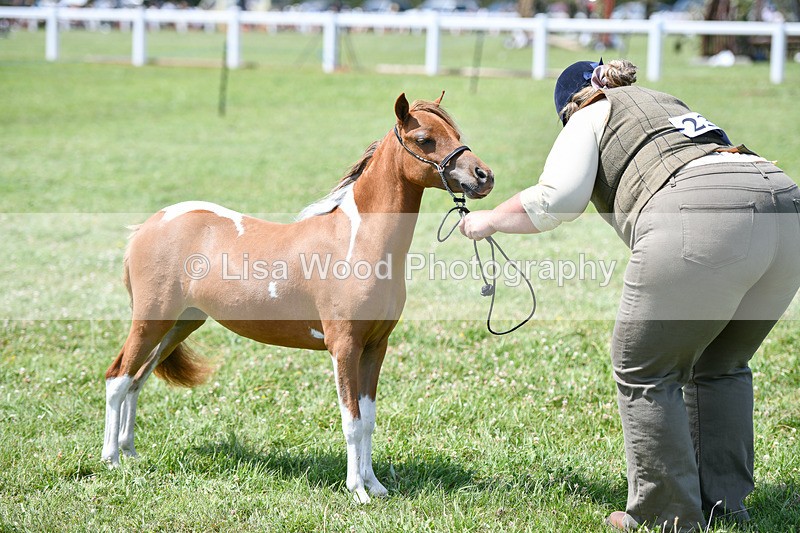 DSC_7347 - Class 62: Coloured Pony Youngstock
