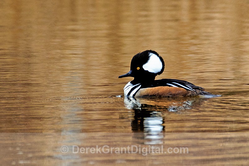 Hooded Merganser - Male - ophodytes cucullatus