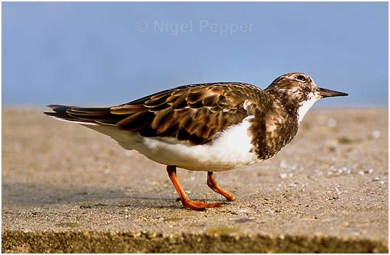 Stumpy the Turnstone - Sanderlings and Turnstones