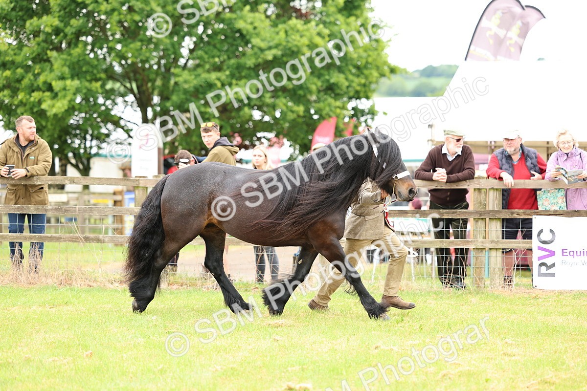 SBM_00581 - Class 58-67 - M&M Non Welsh Pony In hand