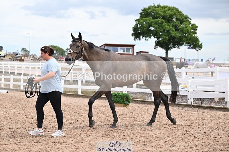 250716-142354-01059 - Trot Up 1.30 to 2.30