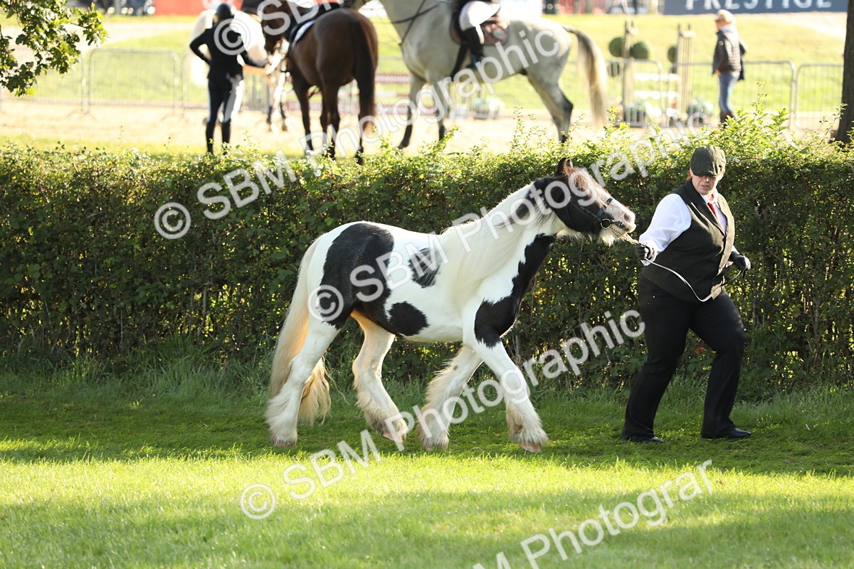 SBM_60866 - S43 - Coloured Pony In Hand