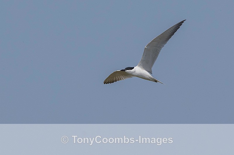 Gull-billed Tern - Lesvos ~ Other Birds