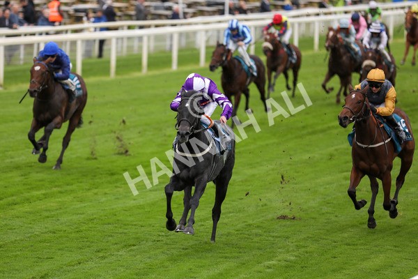 131023-Race 1-Pilgrim-9716 - Race 1 2.05pm William Hill EBF Novice Stakes