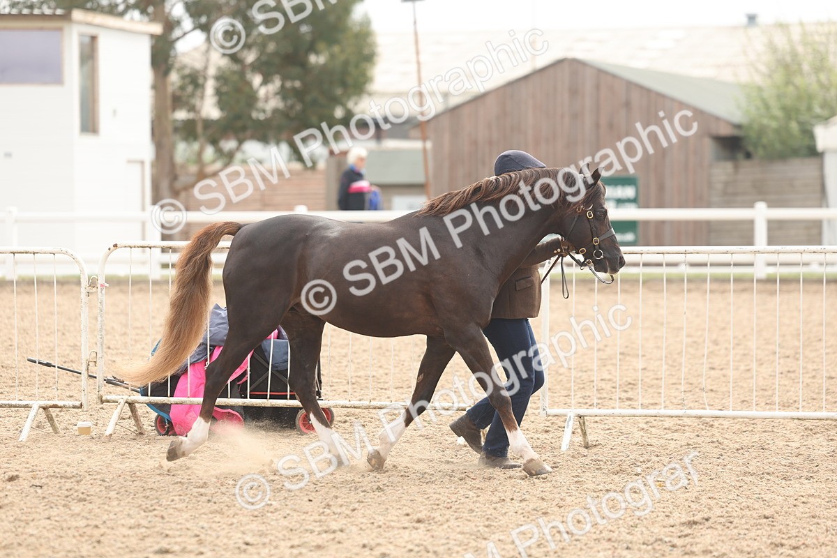 SBM_03197 - Class 16 - IH M&M Wildcard