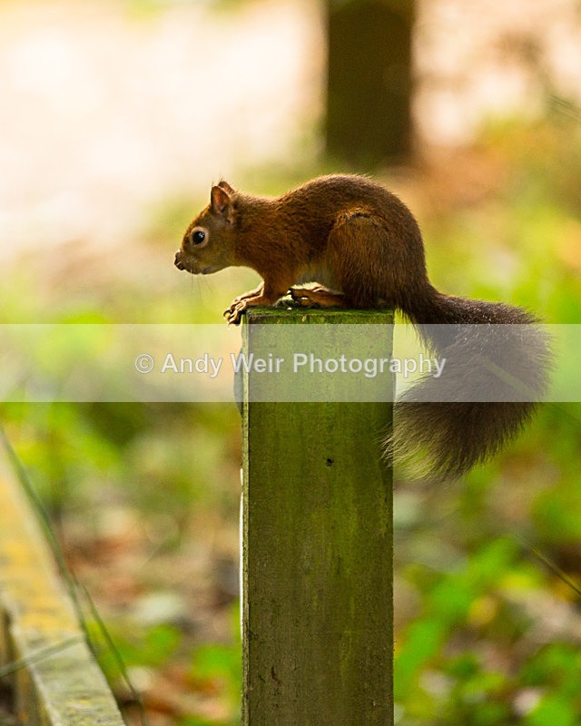 20131001-3K8A6407 - Red Squirrel