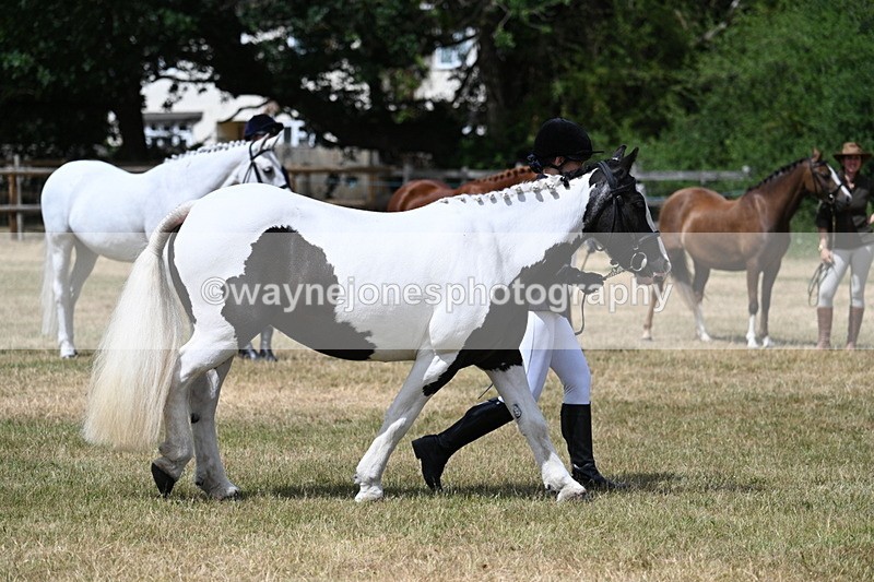 WJ7_1721 - Class 4 Prettiest Mare up to 14.2hh in hand