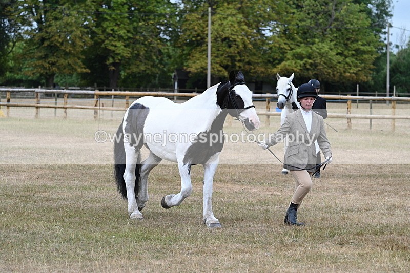 WJ7_9951 - Class 5a Most Handsome Gelding (above 14.2hh)