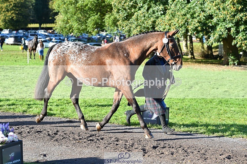 231022-100906-22264 - 482-ODDSPOT.VITAL.ELEMENT-Danielle.Davies-TrotUp+SJ