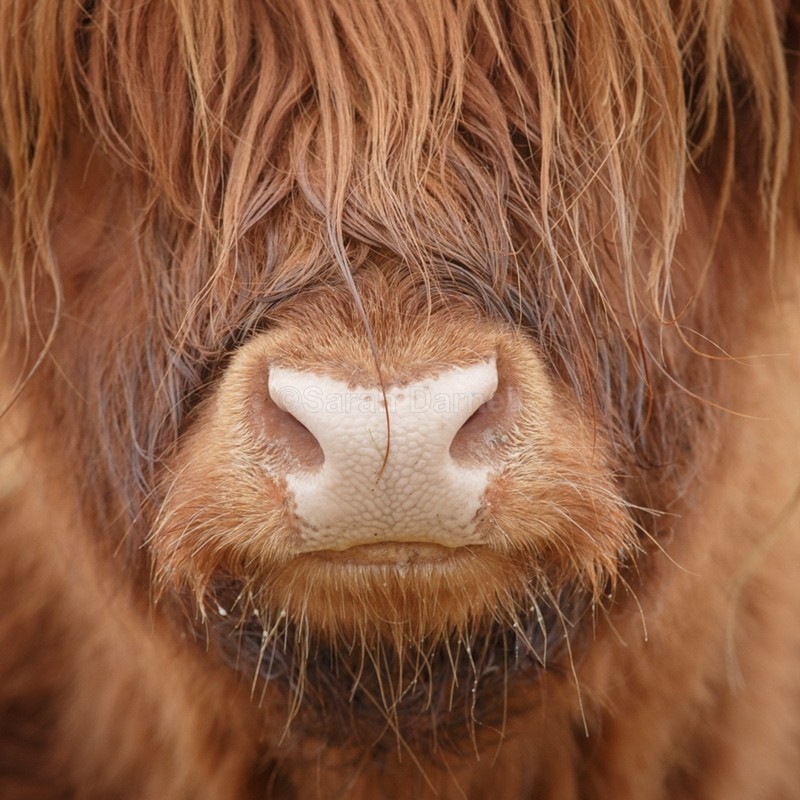 Big Hairy Cow Nose SD2567 - Greeting Cards