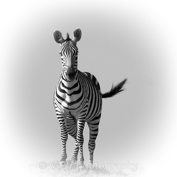 I SEE NO LIONS... - SAFARI - KENYA