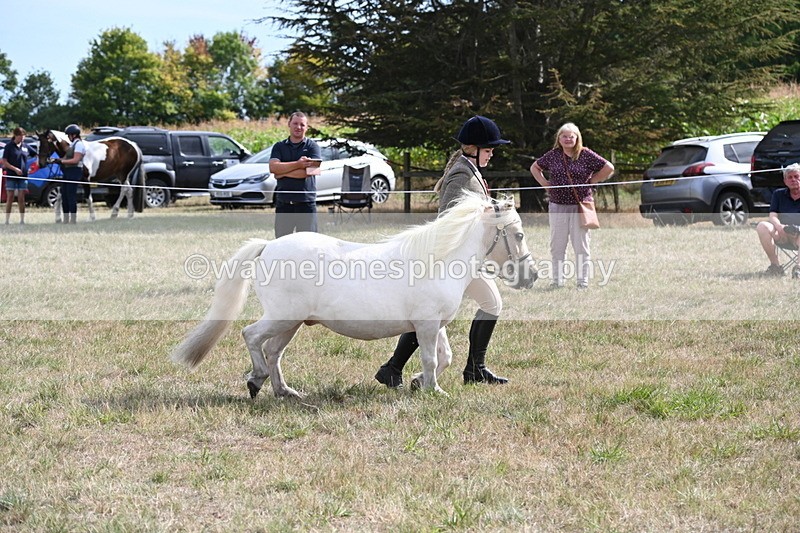 WJ6_6920 - Class 21 Shetland & Mini Horses