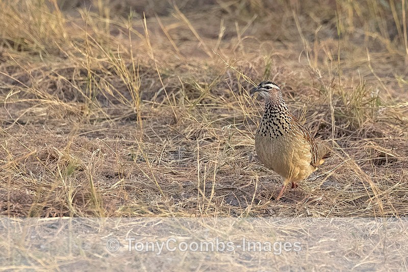 Crested Francolin - Botswana ~ Birds