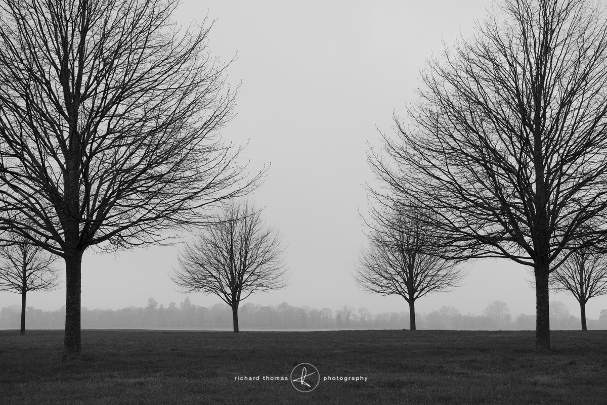 Tilia Noir Six - Order