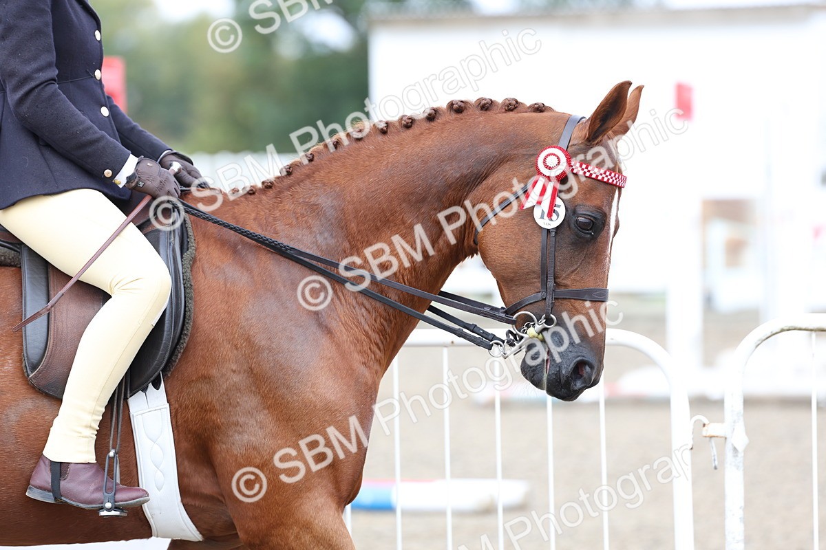 SBM_01456 - Class 52 - Ridden Veteran