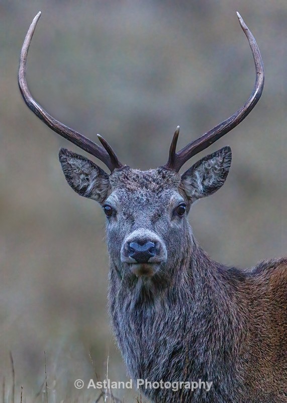 Red Deer - Latest Images