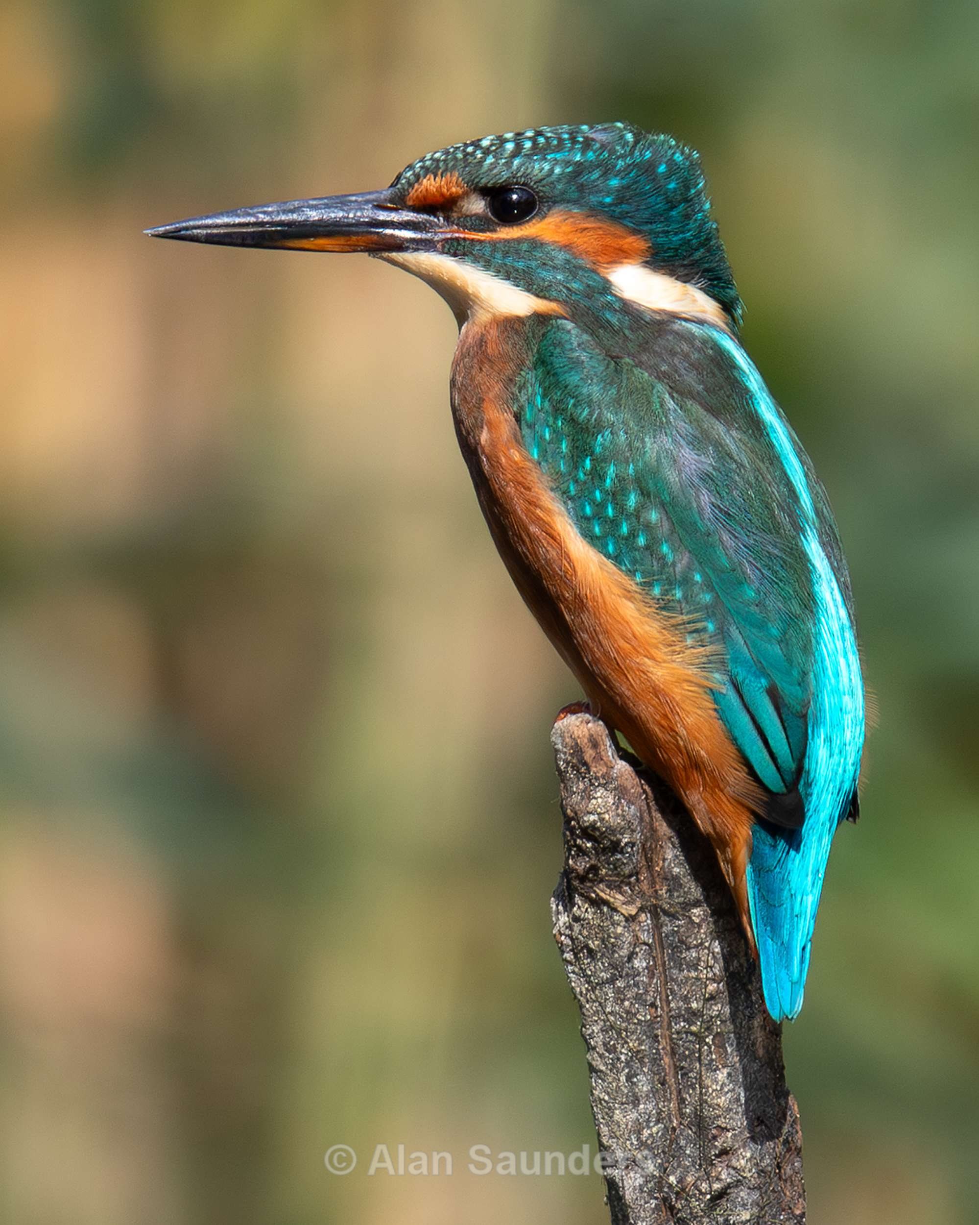 Common Kingfisher 17