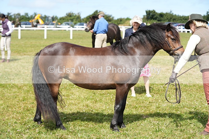 DSC05594 - Class 50: NPS M&M 4 years and over Small Breeds