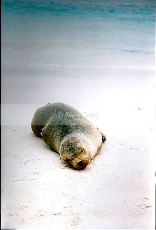 What's the point of moving? - Wildlife from the Galapagos Islands
