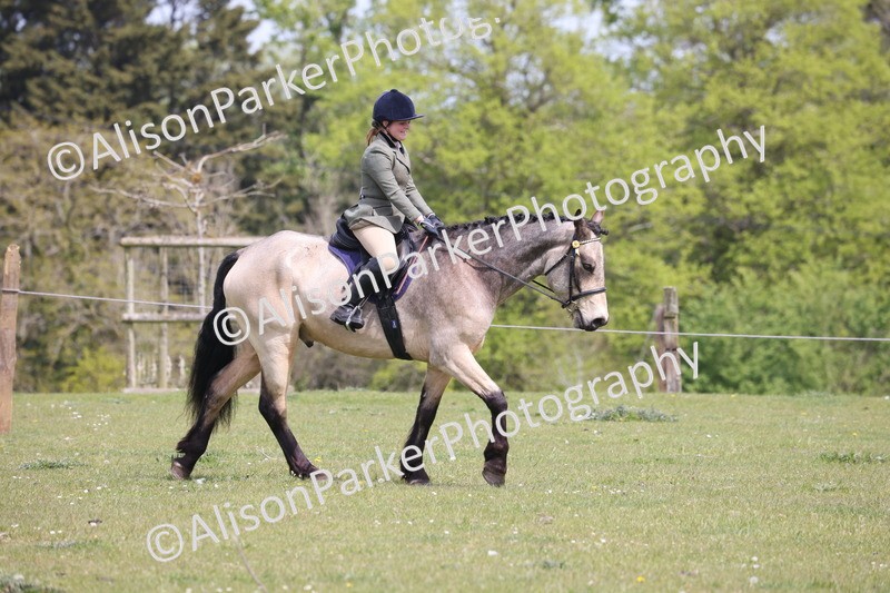 20260426-4290 - Class 34 - Best Riding Horse Over 14.2hh