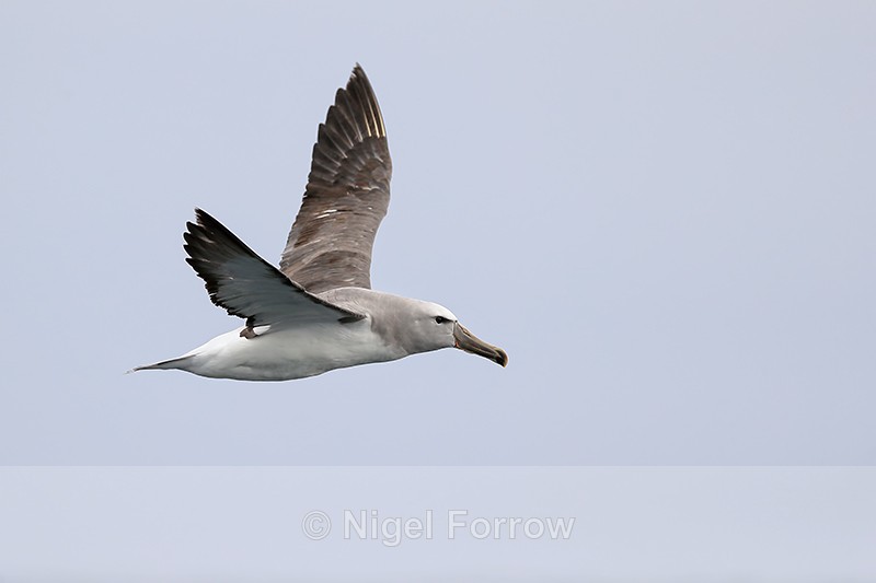 Salvin's Albatross flying, Pacific Ocean, Chile - Salvin's Albatross