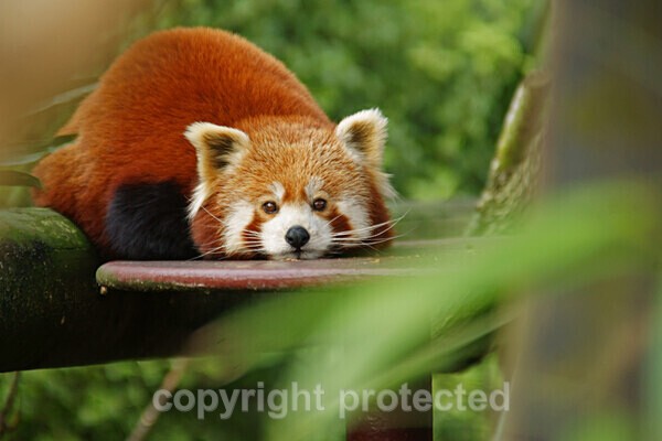 Red Panda - Other Wildlife Species