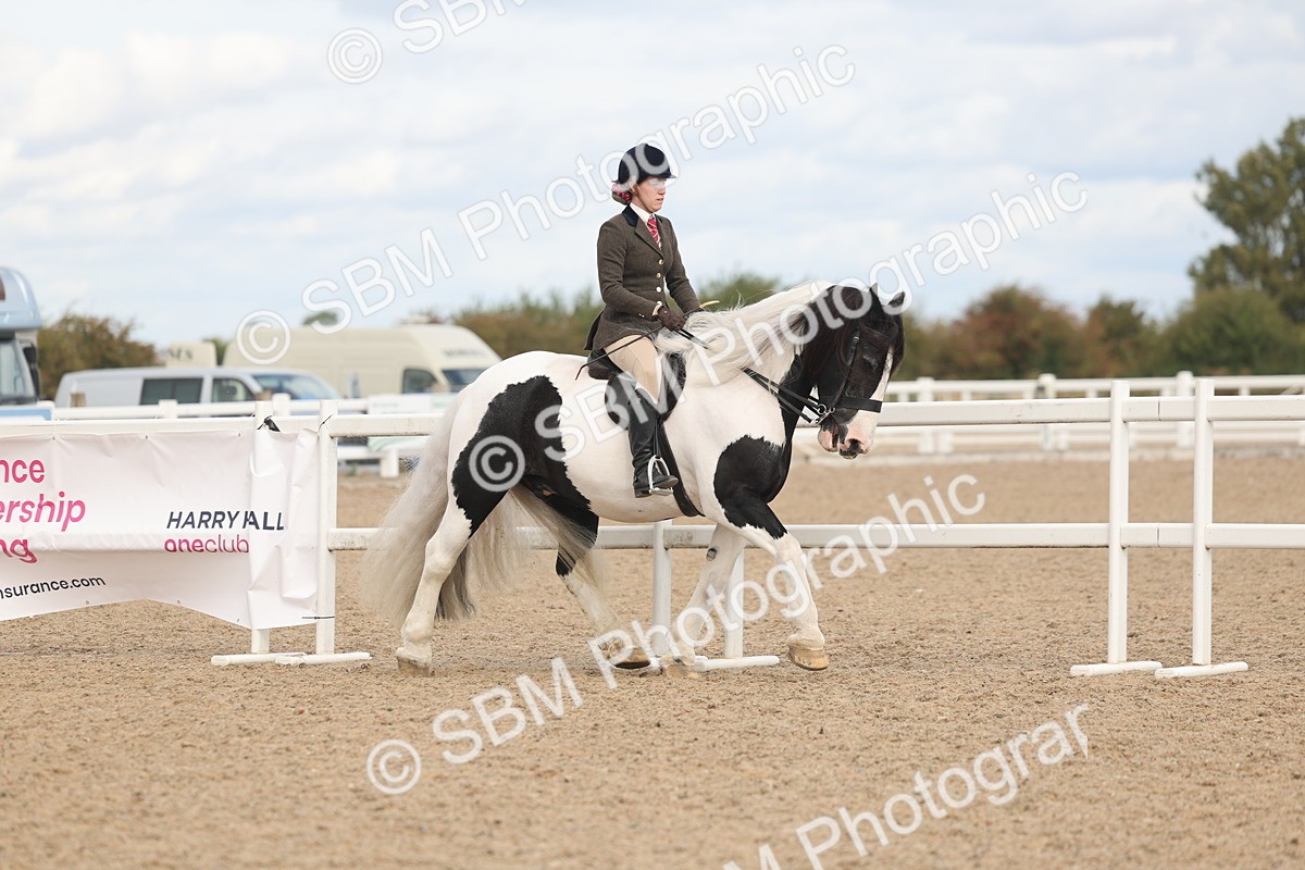 SBM_14736 - Class 308 - Ridden Coloured Horse