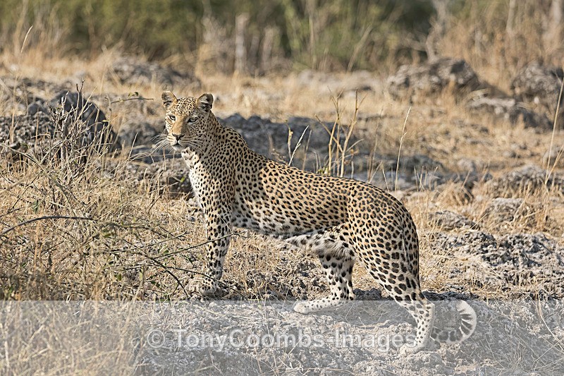 Leopard - Botswana ~ The Mammals