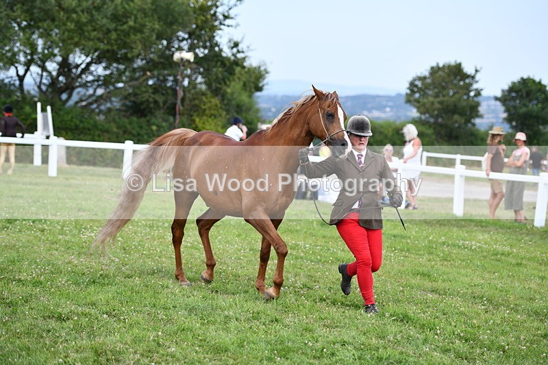 DSC_8526 - Class 69: Pure, Anglo & Part Bred In Hand Arab