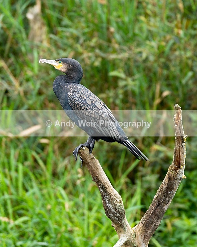 20110904-_MG_6633 - Cormorant