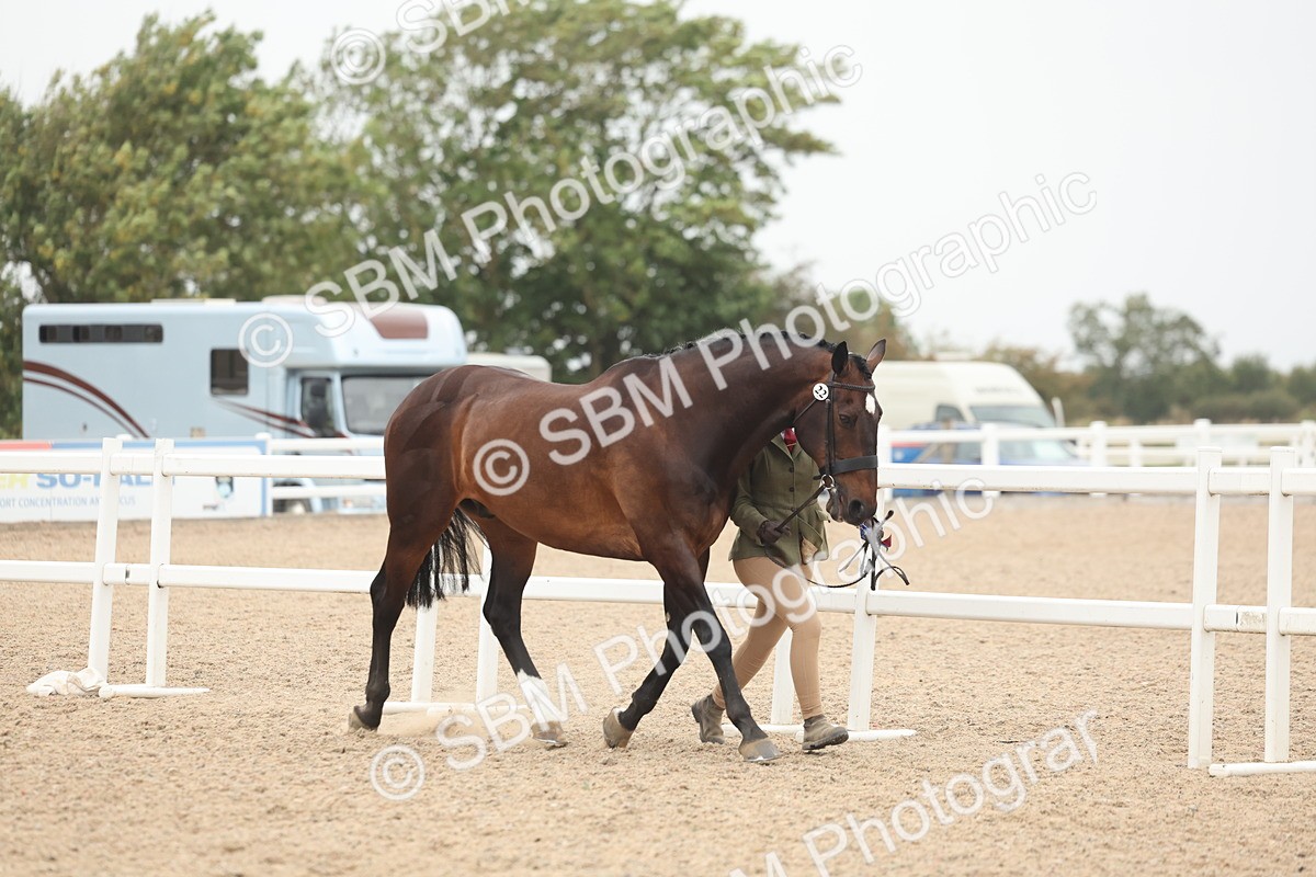 SBM_19918 - Class 318 - IH Part Bred Horse-Pony