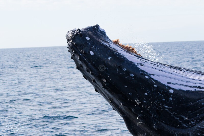 0A3A7469. Peek-a-Boo 1 - 2023 Whale Photos
