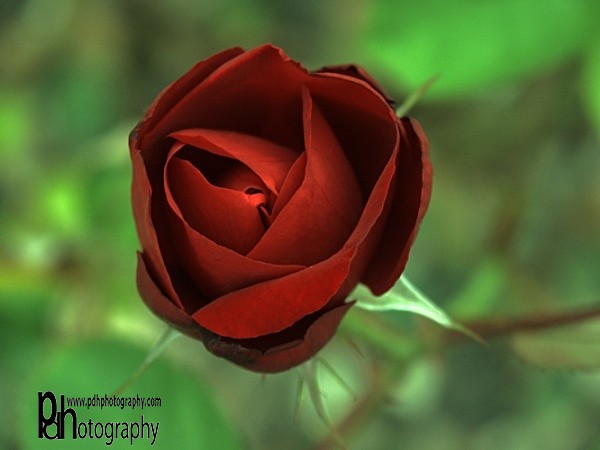 Red-Rose-1 - Flora & Fauna