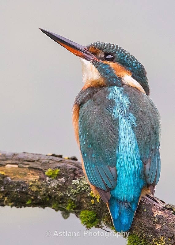 Astland Photography, Bird and Wildlife Images, Susan and Peter Wilson, U.K.