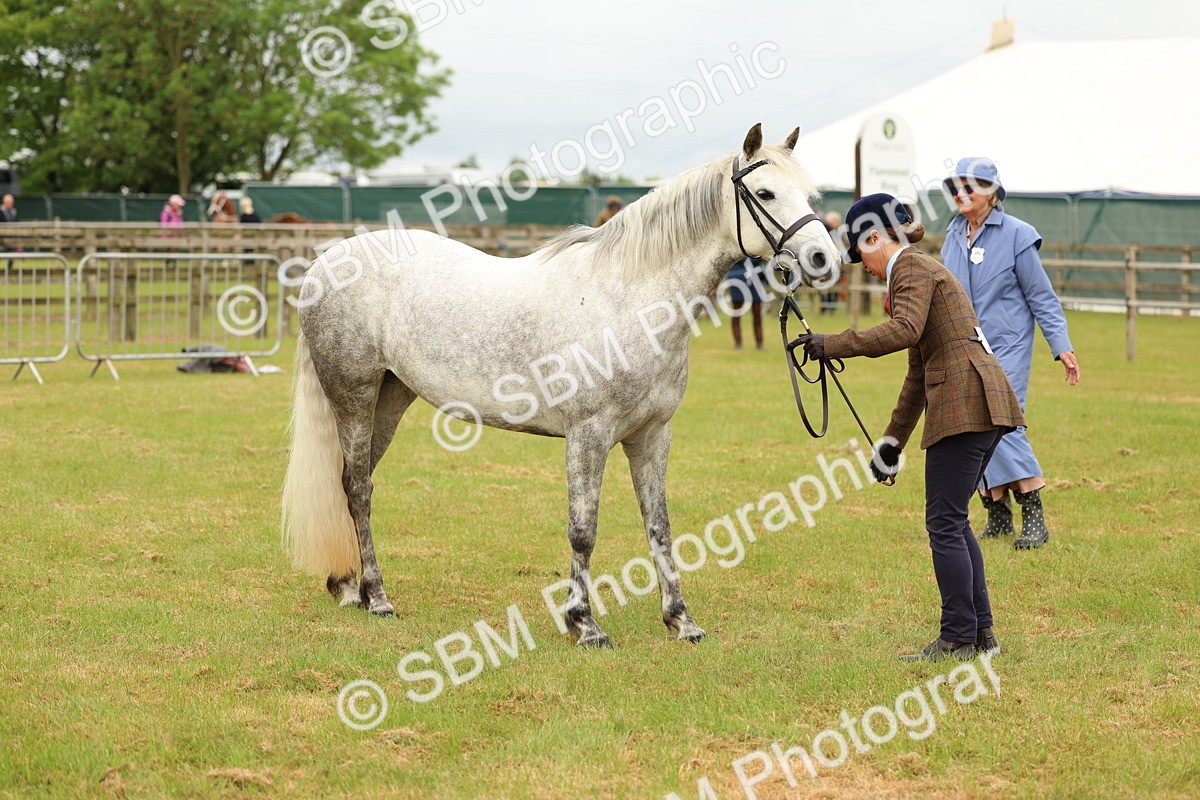 SBM_04201 - Class 64-67 - Shetland Pony In Hand