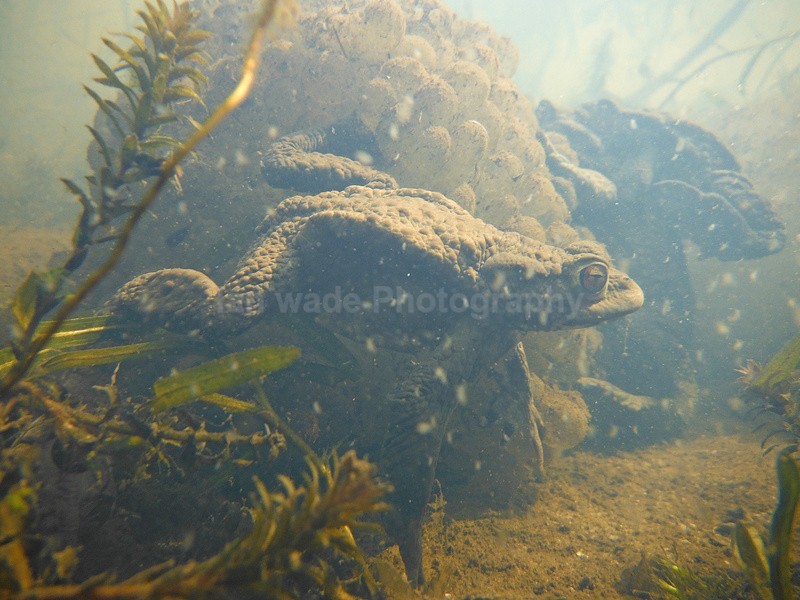 Common Toad_ct_001 - Reptiles, amphibians & pond life, Great Britian