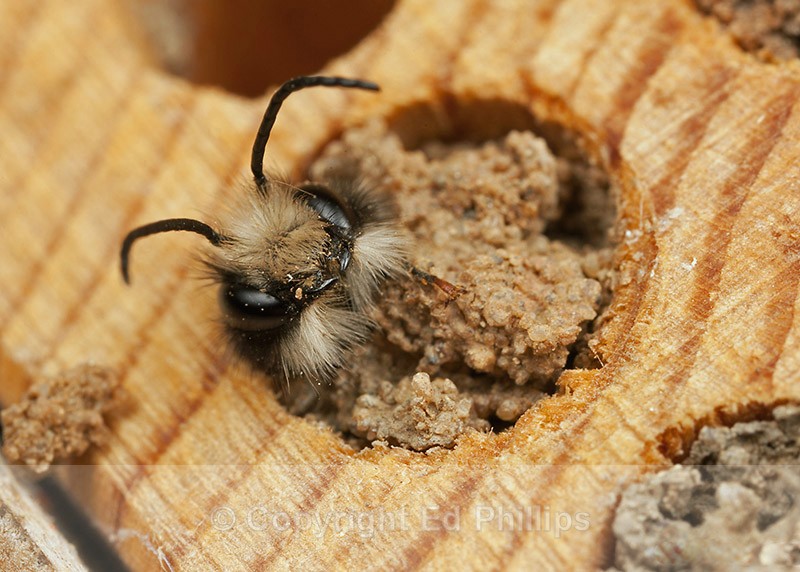 Osmia bicornis (m) - Osmia bicornis (rufa)