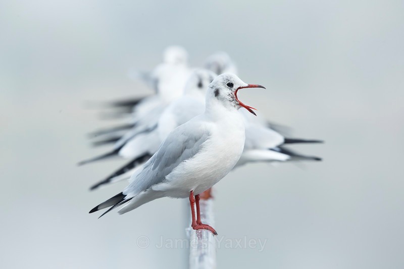 Birds of a Feather - Latest Work