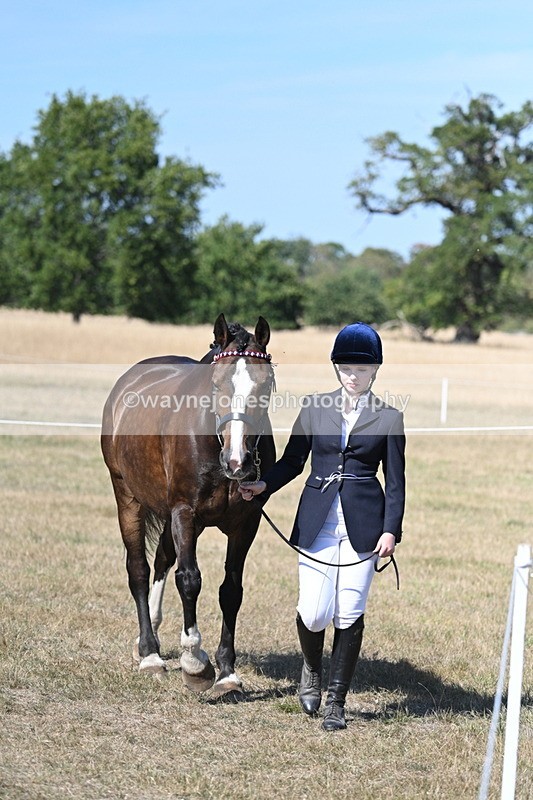 WJ7_1532 - Class 42 Most Handsome Gelding