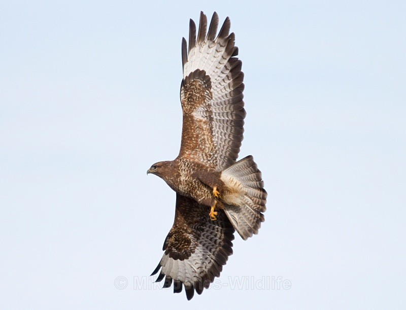 Isle of Mull,Loch Scridain. Disturbed from top of Pylon - BUZZARDS