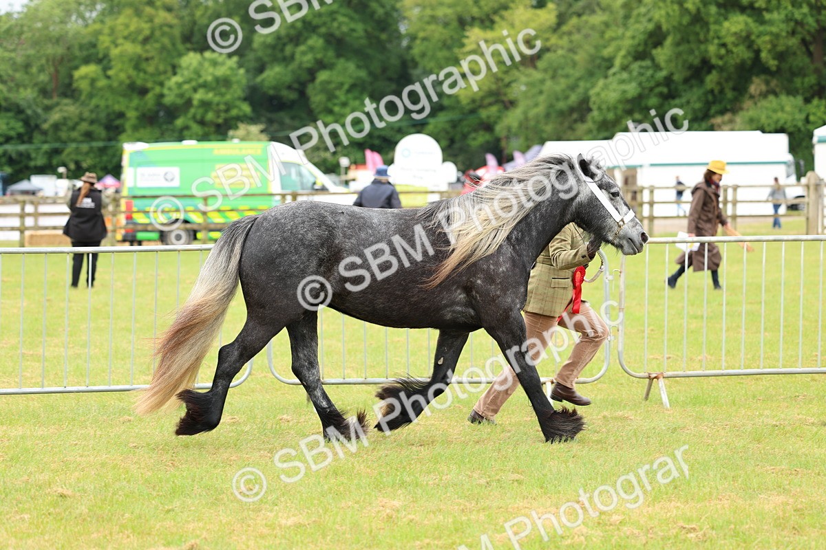 SBM_00601 - Class 58-67 - M&M Non Welsh Pony In hand