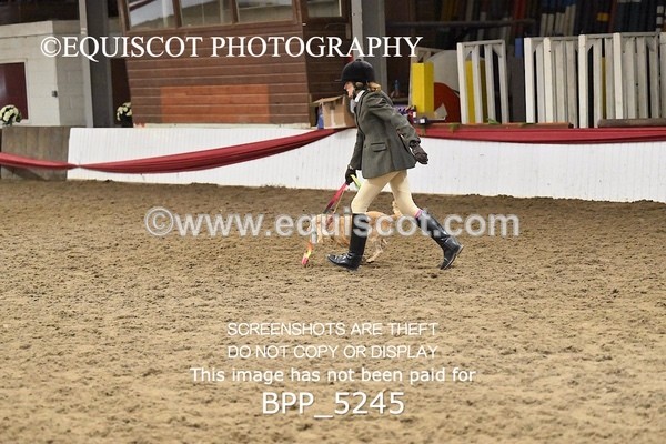BPP_5245 - CLASS 5 HORSE AND HOUND